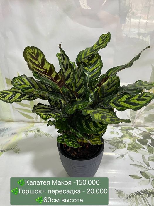 Рускус, Муррайя, Калатея и др