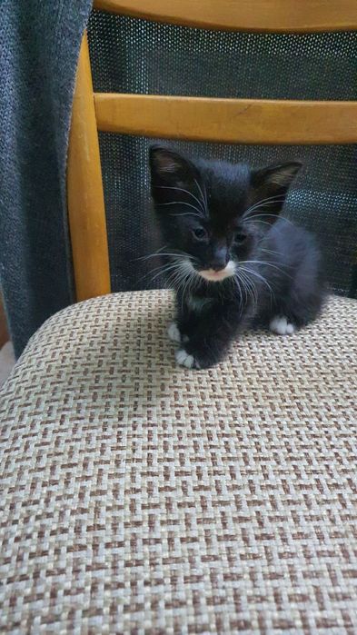 Отдам в хорошие руки котят.