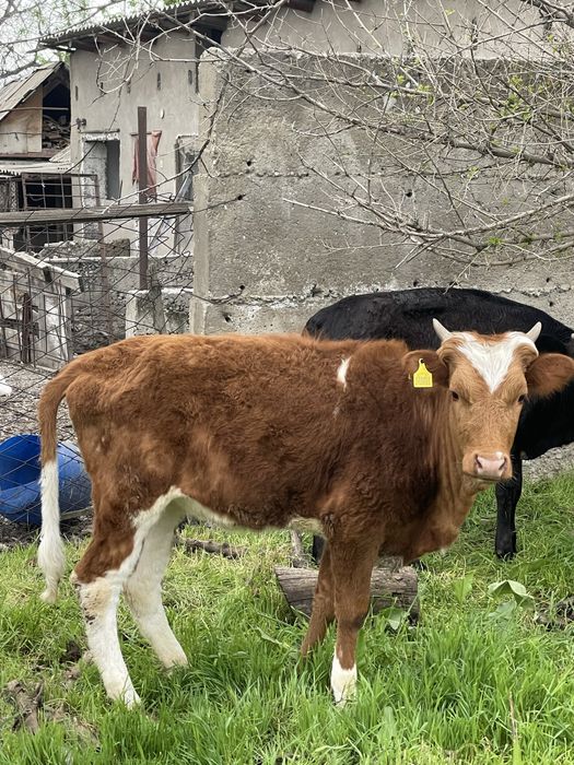 Продам 320000 торг есть