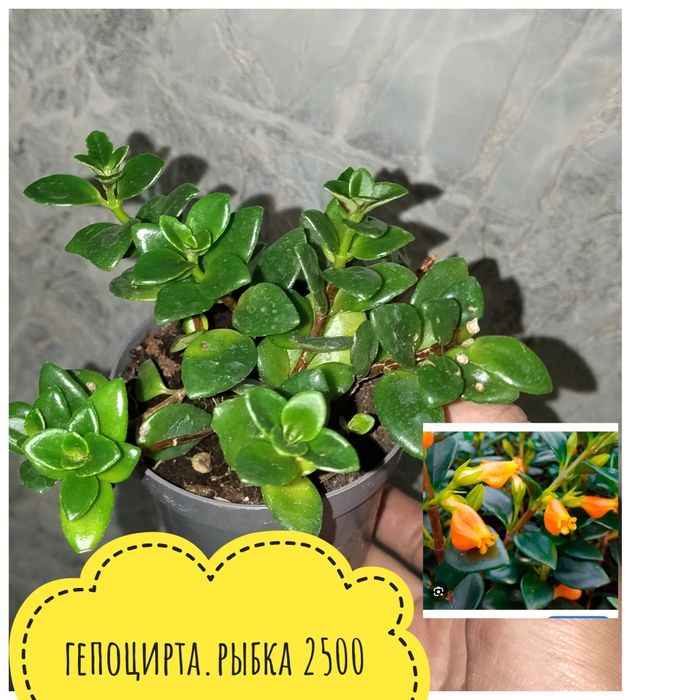 Цветы. комнатные