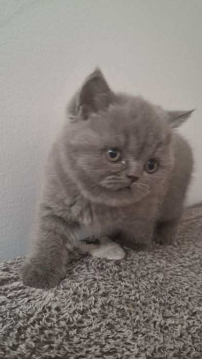 котенок чистая британка