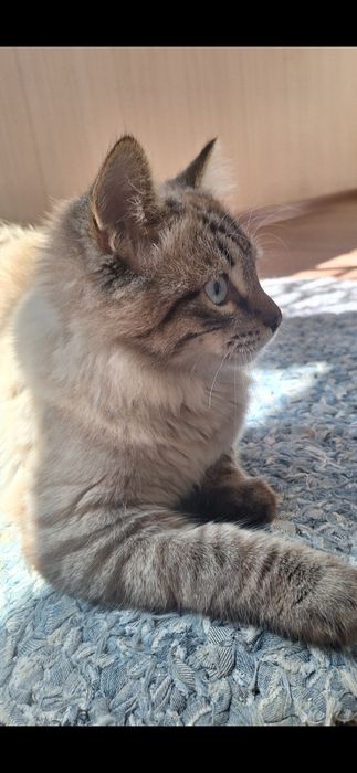 Кастрированный  кот бесплатно