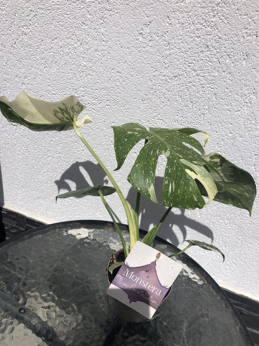 Monstera Thai Constellation