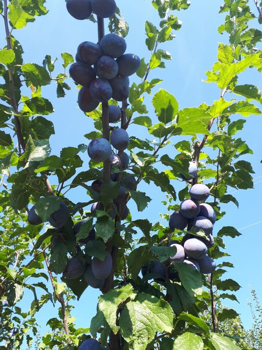 Продава се Сливова овощна градина