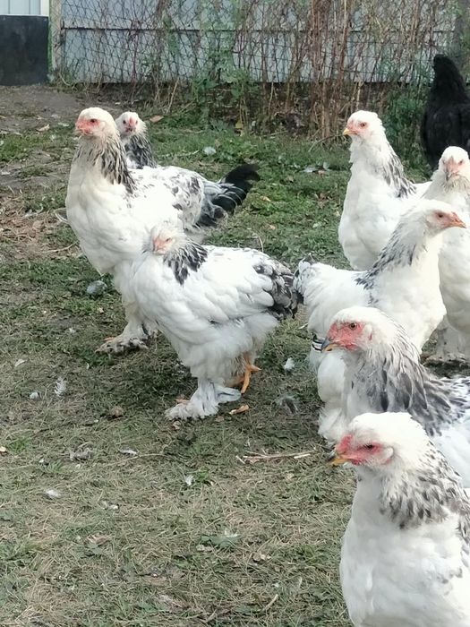 Брама куры 4 месяца