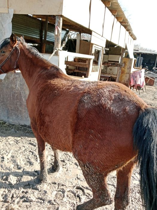 Бие кобыла буаз 2 туган