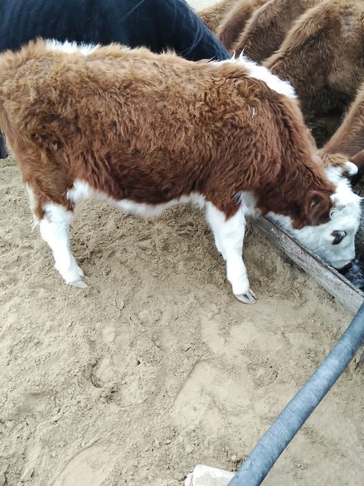 Семіз баспақ сатылады