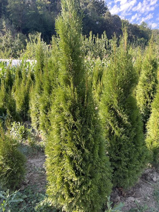 TUIA Naturali Plantatie proprie