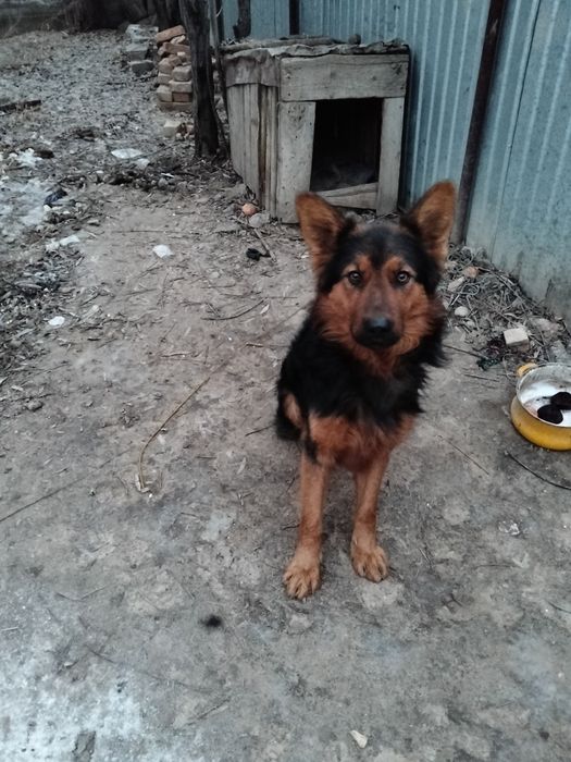 Продам авчарку кабель