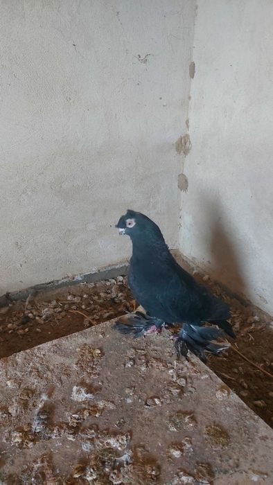 Голуби соч носочубый самец кептер