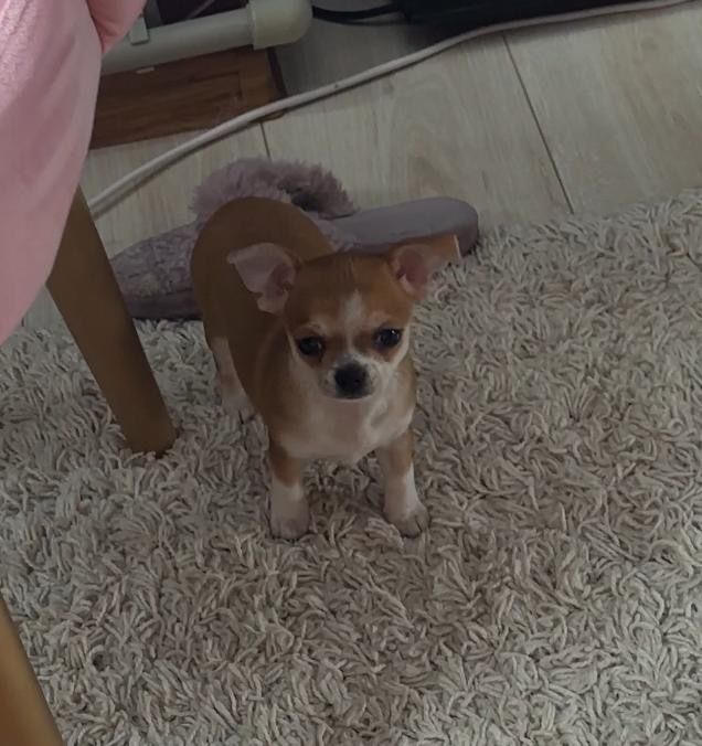 Щенок принцесса чихуахуа