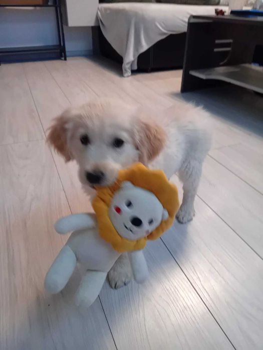 женски голдън ретривър