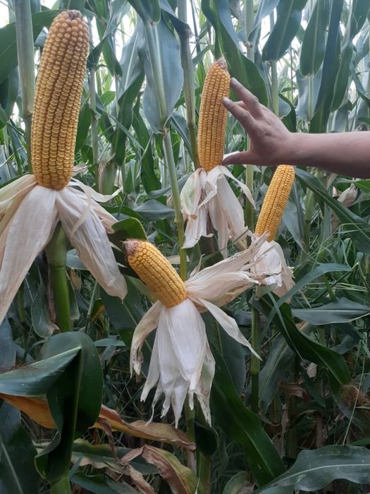 Продам земельный участок