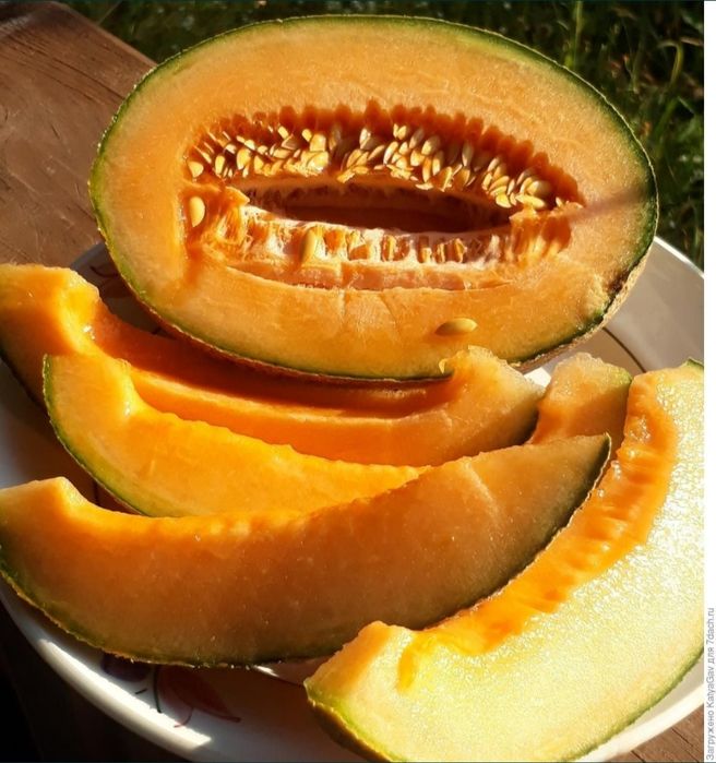 Семена дыни сорт «Бест Джамбо»