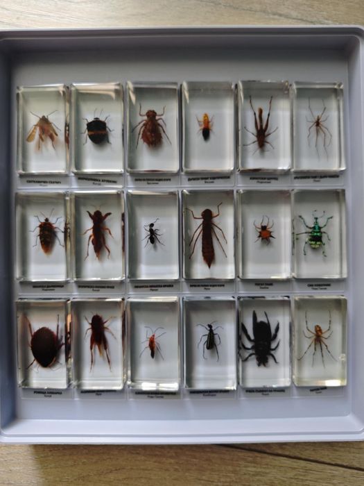 Колекция ,,Истински буболечки,,