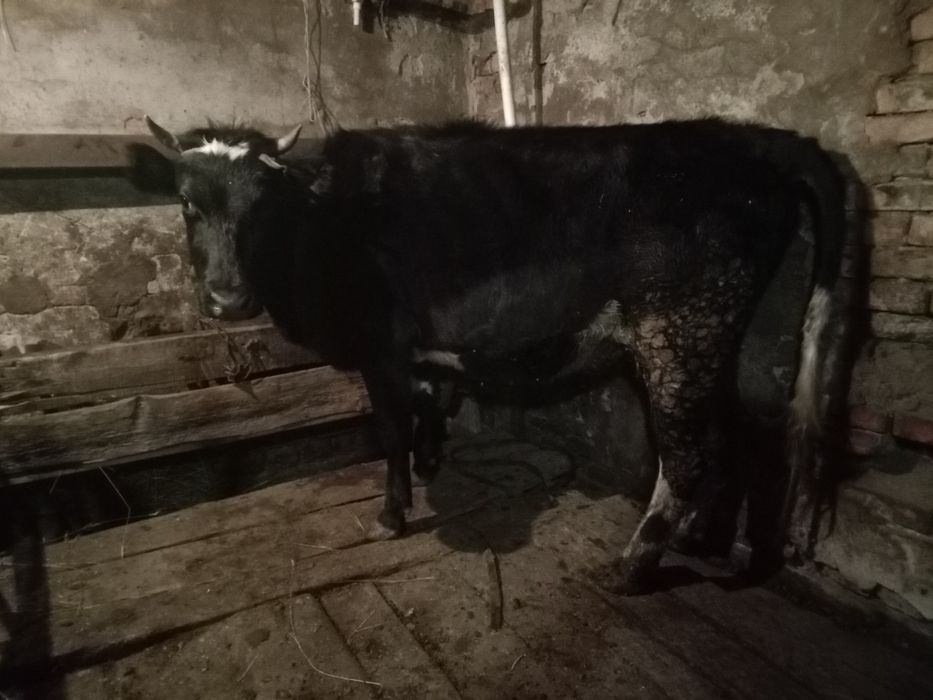 Продается мясо молочная телочка