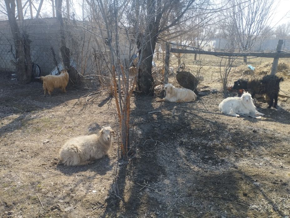 Продаются козы , козел