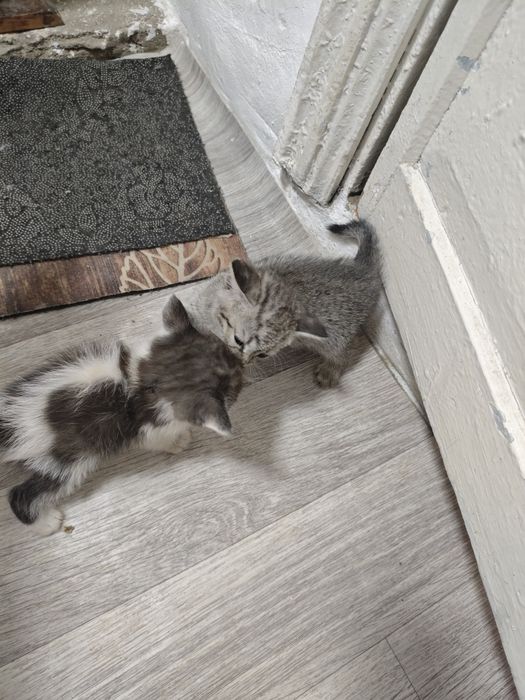 Отдам котят в хорошие руки
