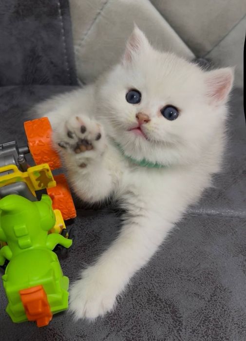 Serebristiy shinshila Britanlar sotiladi