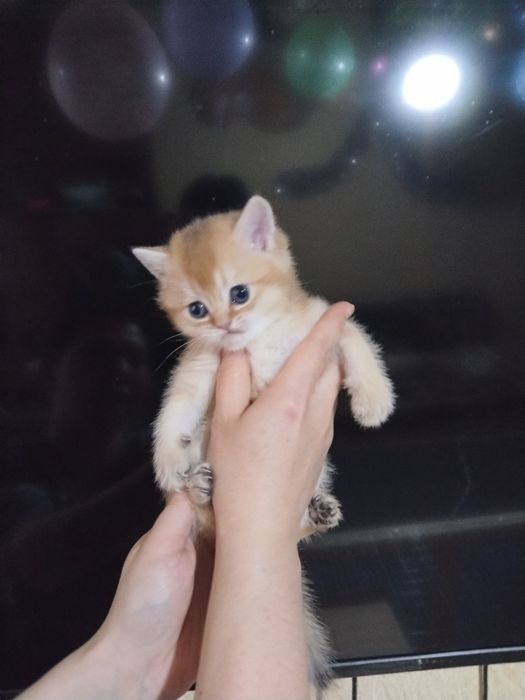 Золотая шиншилла