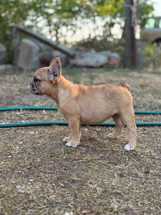 bulldog francez fetita