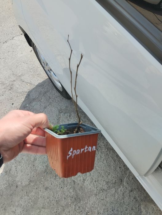 Голубика    Азалия, Глициния