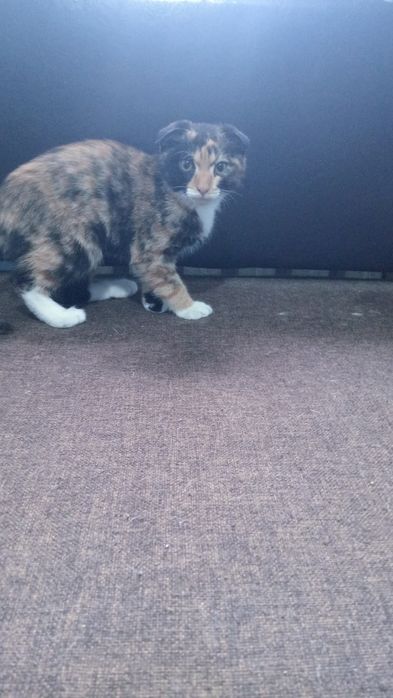 Котенок вислоухий шотландец