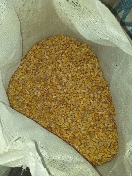 Porumb de vanzare