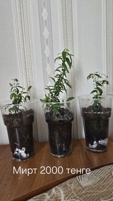 Продаются комнатные цветы.