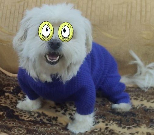 Вязаная одежда для собак и кошек,одежда для собак