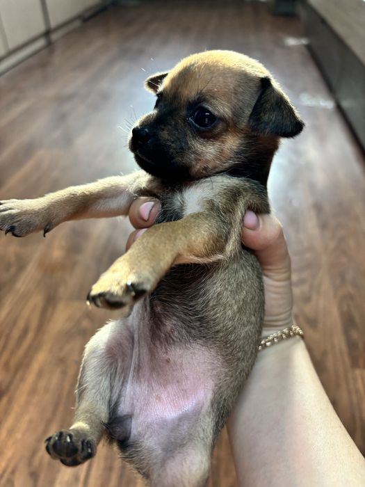 Мини тойтерьер  бронирование