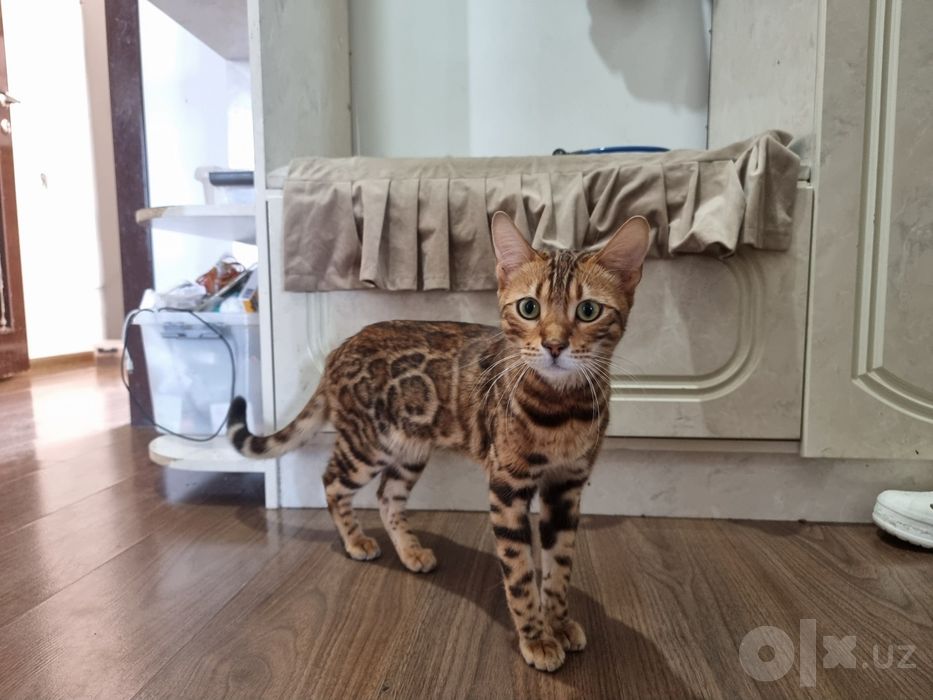 Бенгальский  кот чистокровный