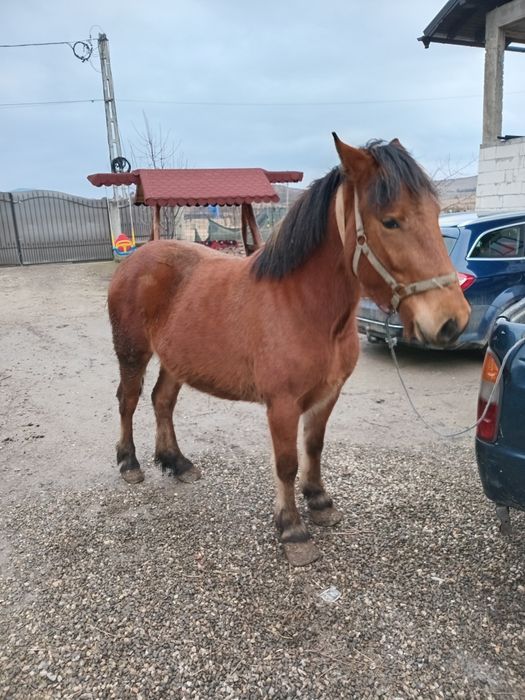 Vand manza face 3 ani