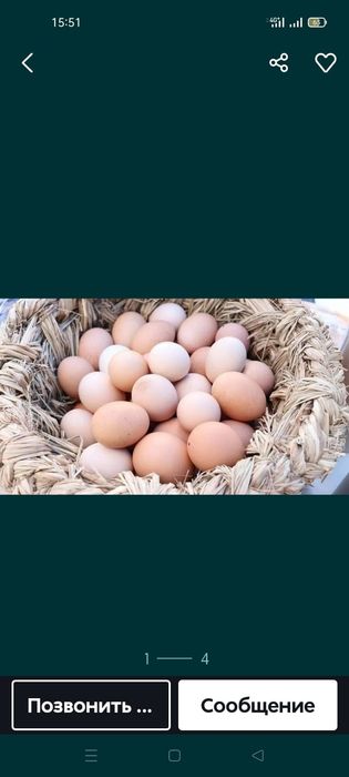 Яйца  инкубационный