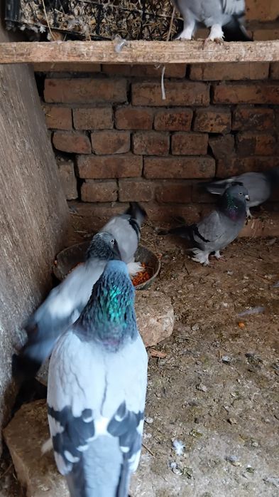 Kaftar sotiladi oladigan bo'lsa