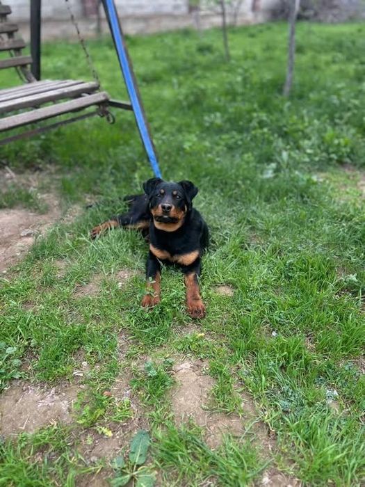 Ротвейлер щенки , 1год