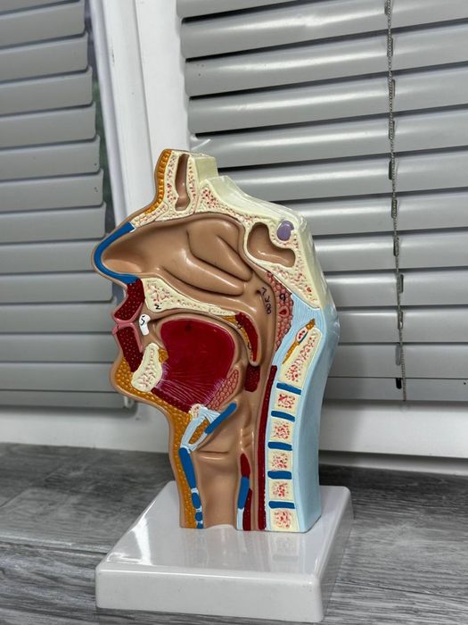 Анатомический муляж сердца, матка, глотка