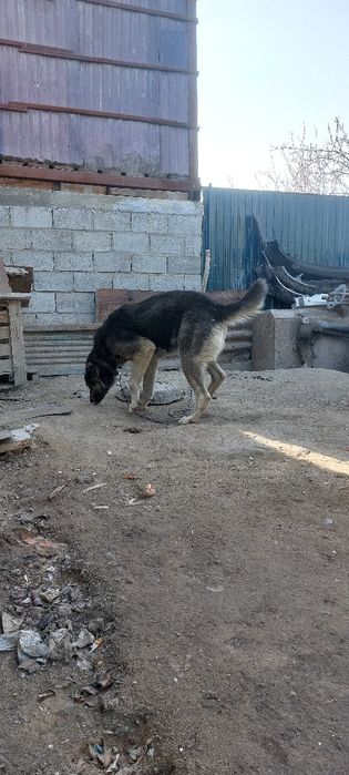 Тобет ургашы 4 жасар