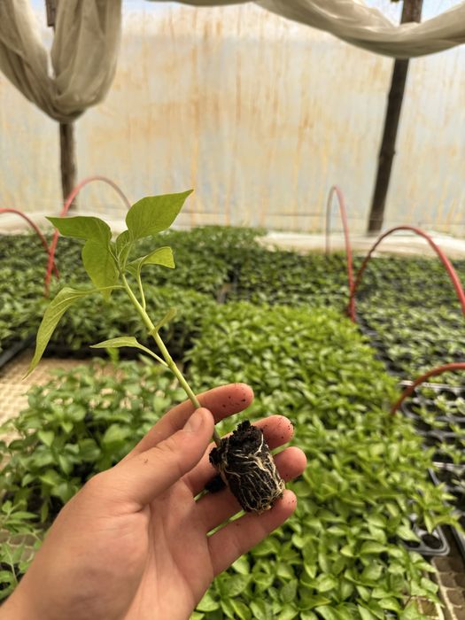 Разсади: Домат , Краставица , Пипер, тиквичка и патладжан