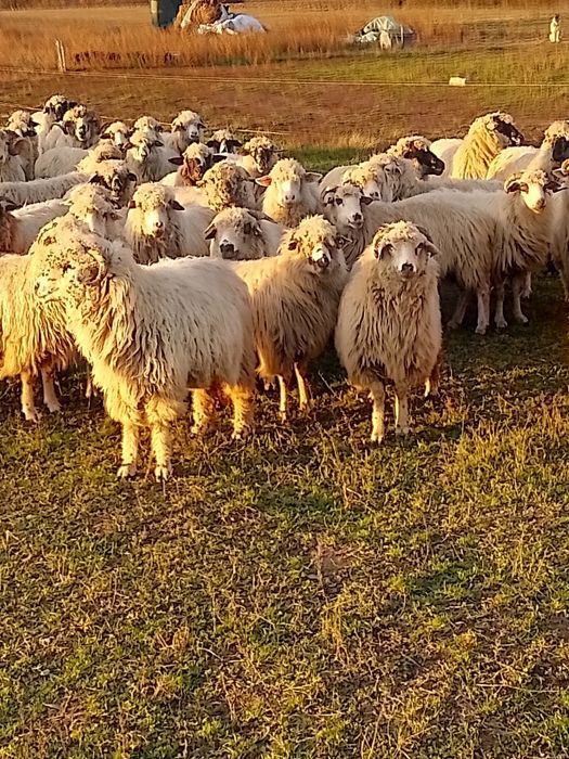 Oi țurcane de vânzare