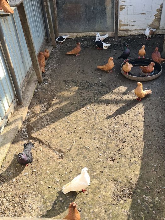 Se Vinde 22 de bucăți!!!