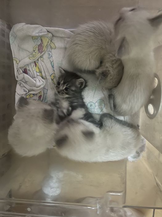 Котятки в добрые руки