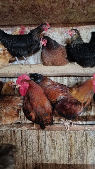 Продам молодых петухов