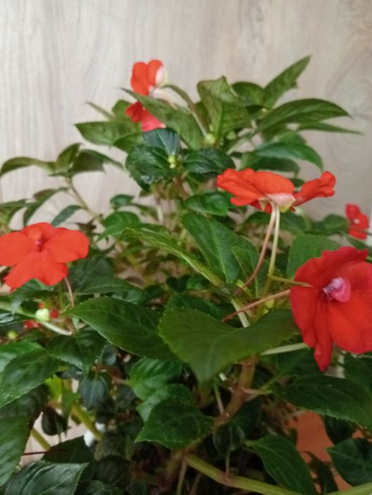 Продам бальзамин