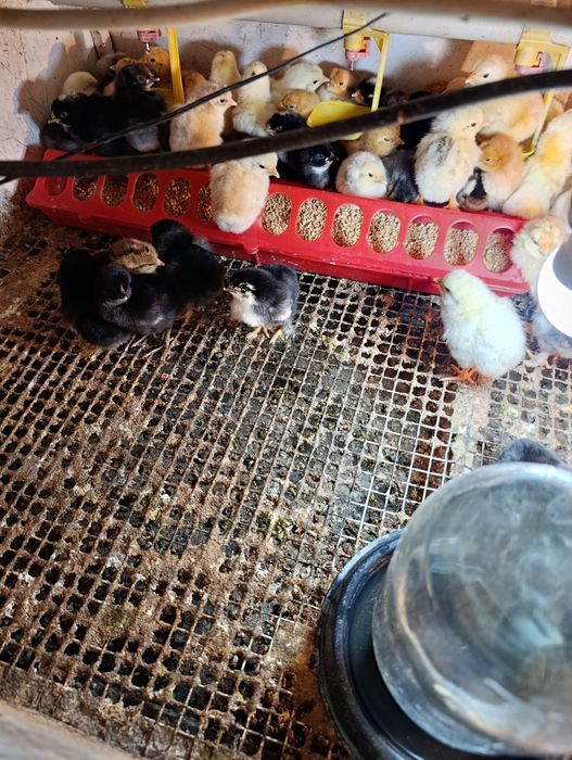 Цыплята  домашние