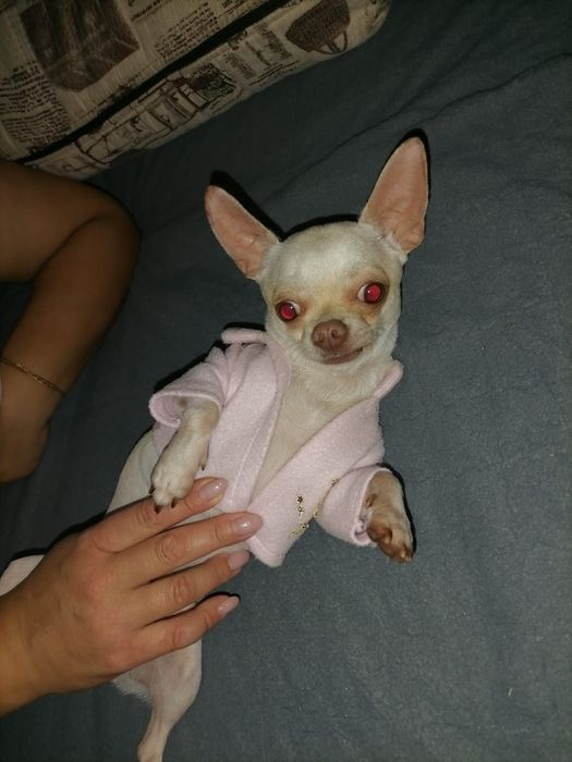 Случка чихуахуа кабель