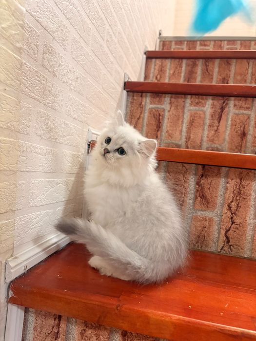 British longhair silver chinchilla
