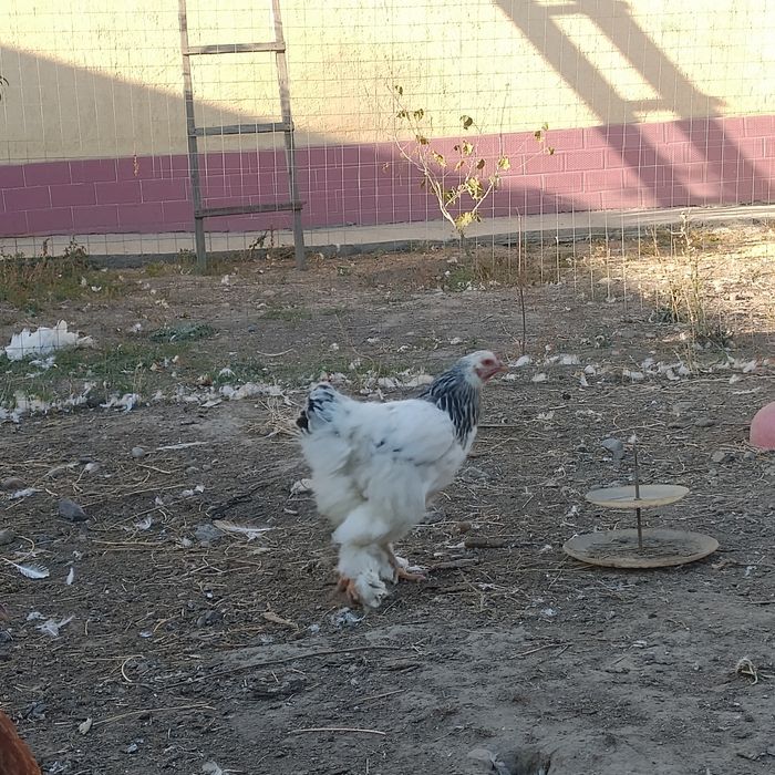 Продам пару брамы срочно