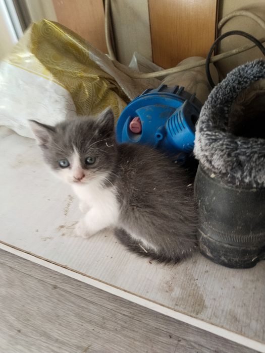 Отдам котят . Каскелен