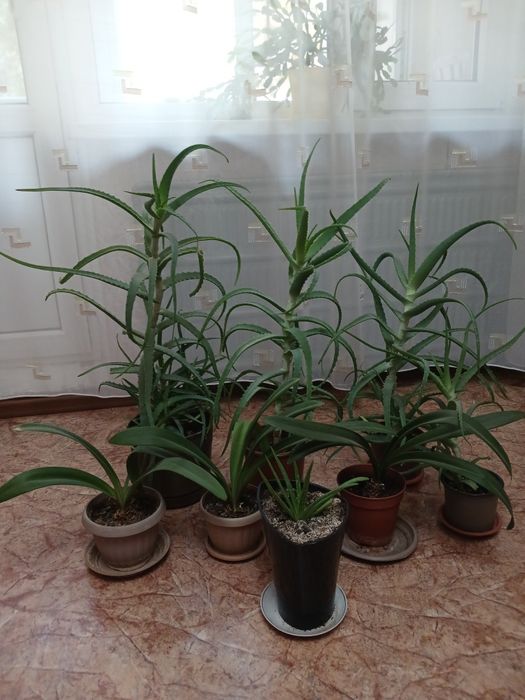 Продам домашние цветы.